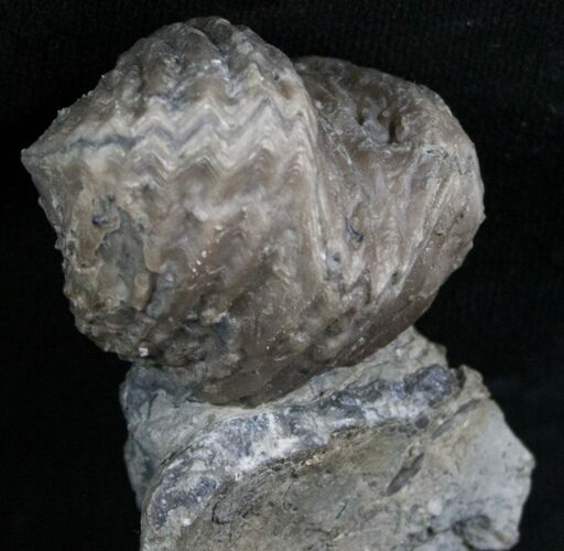 Large Platystrophia Brachiopod Fossil - Kentucky #6636